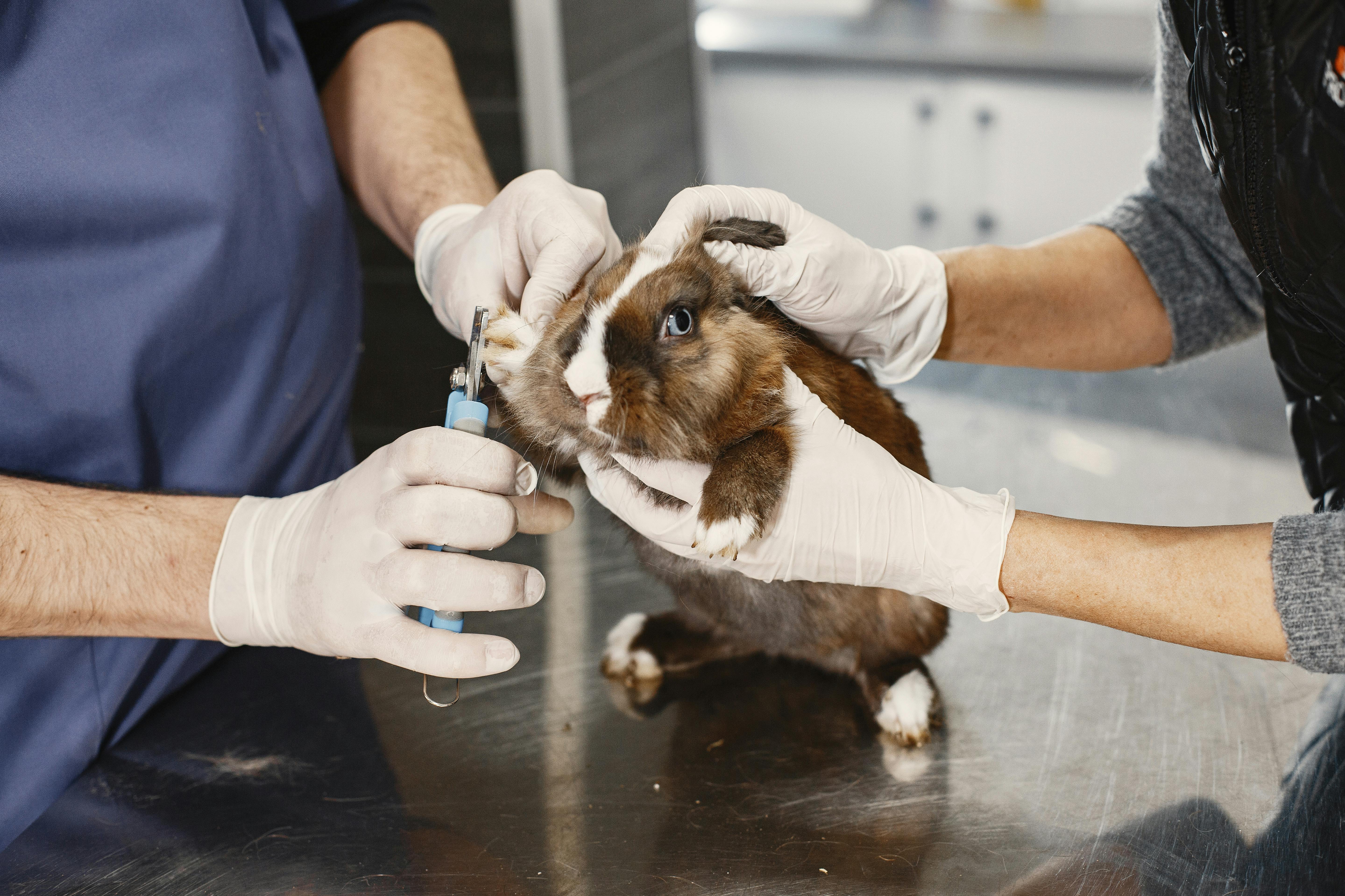 Veterinarian caring for a horse