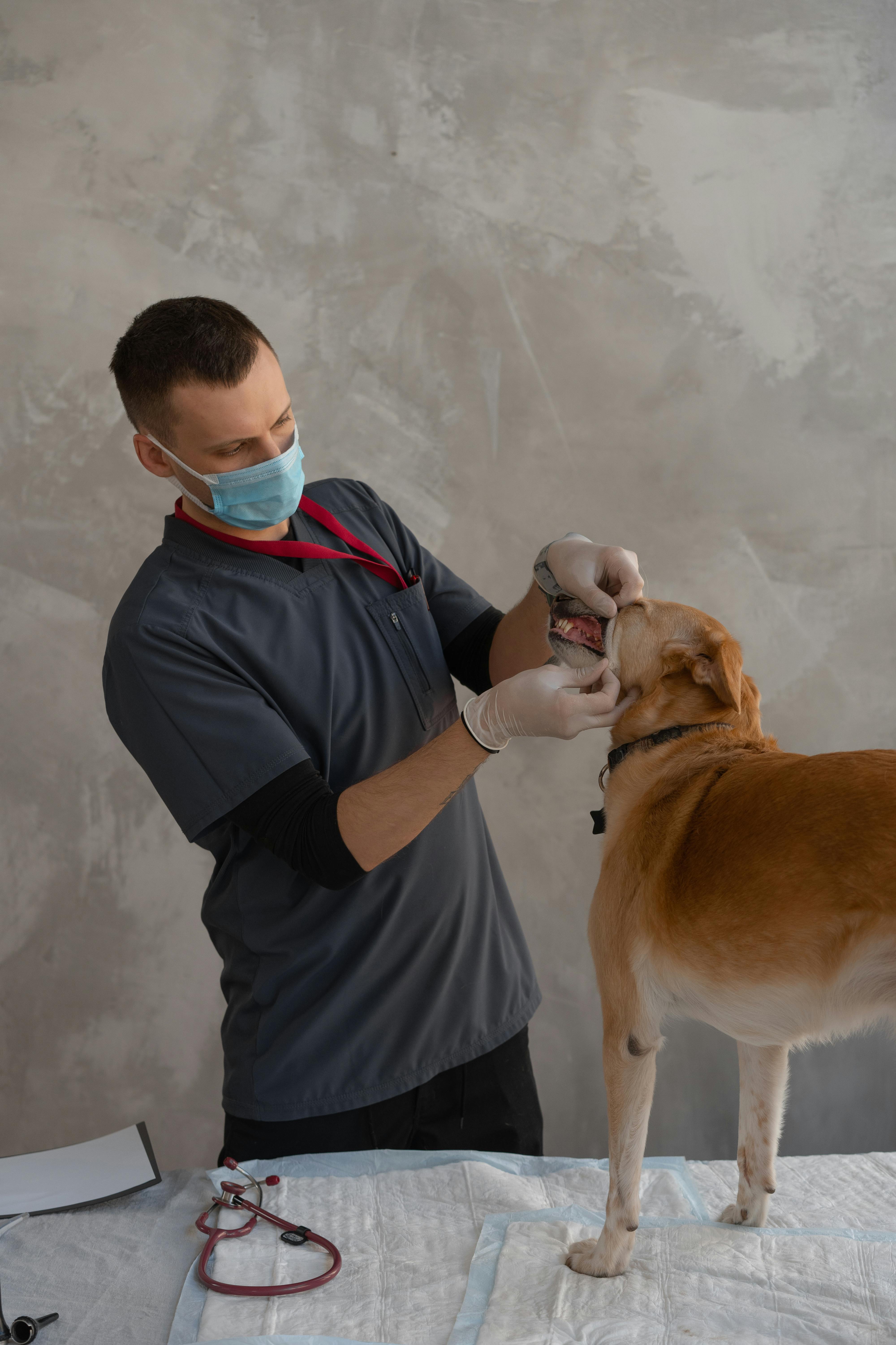 Veterinary care for animals